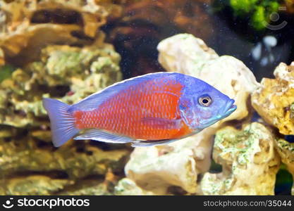 Photo of fish copadichromis kadango in aquarium. Copadichromis Kadango in aquarium