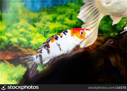 Photo of fish Cyprinus carpio koi in aquarium. Cyprinus carpio koi in aquarium