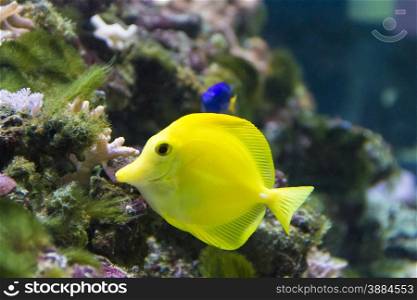 Photo of fish yellow zebrasoma in aquarium