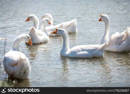 Photo of flock of gooses on water