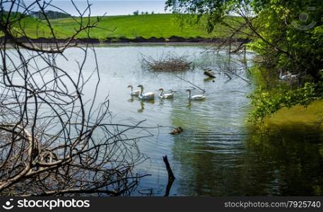 Photo of flock of gooses swimming in pond at field