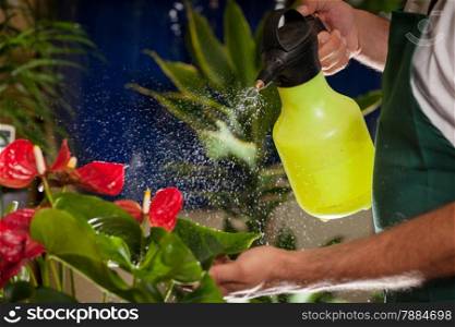 Photo of florist cleaning his plants in shop