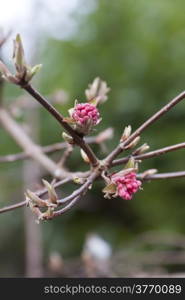 photo of flowers on a tree