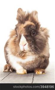 Photo of fluffy funny rabbit over white isolated background