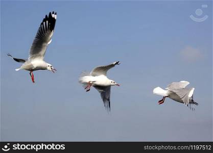 photo of flying seagull bird on beautiful sky background