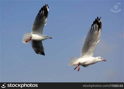 photo of flying seagull bird on beautiful sky background