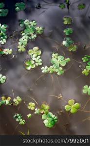 Photo of four leaf clover floating in murky water