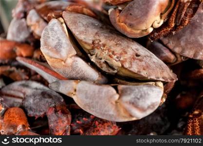 Photo of fresh black crabs on kitchen