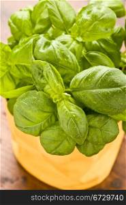 photo of fresh green basil with water drops on it