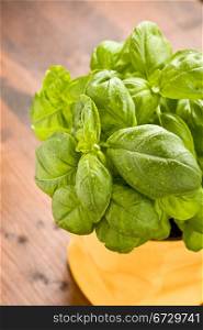 photo of fresh green basil with water drops on it