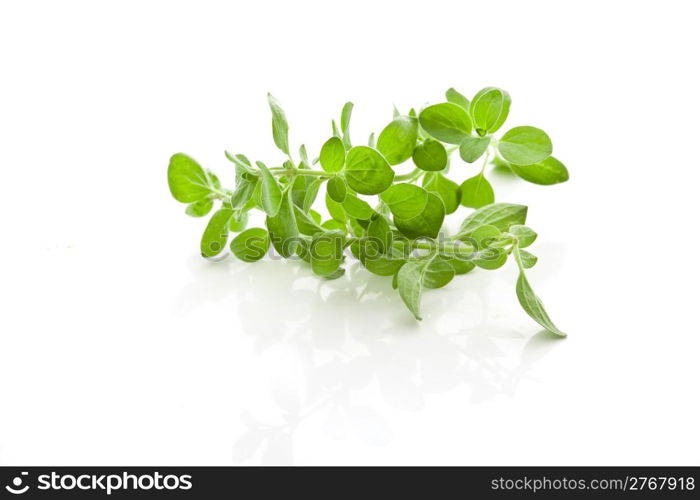 photo of fresh oregano leaves on a white background