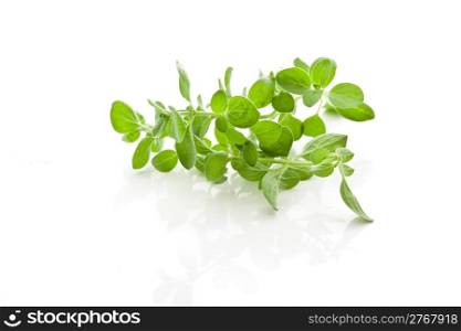 photo of fresh oregano leaves on a white background