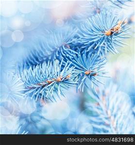 Photo of frozen fir tree background, branches of evergreen tree covered rime, twigs of spruce covered by hoar in the forest, snowy wintertime season, beautiful Christmas greeting card, xmas holiday