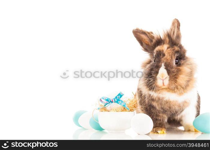 Photo of funny easter rabbit over white isolated background