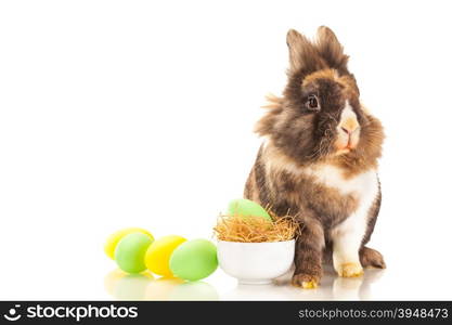 Photo of funny easter rabbit over white isolated background