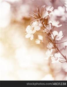 Photo of gentle white cherry flowers on the tree in sunny day, floral branch, apple blooming in the garden, springtime nature, natural wallpaper, selective focus, freshness and growth concept