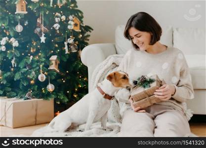 Photo of glad brunette woman holds Christmas present, poses on floor with pedigree jack russell terrier dog against cozy interior, decorated New Year tree. Festive mood, celebration concept.