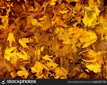 Photo of golden autumn leaves background, natural backdrop, yellow trees foliage, dry brown wood leaf, autumnal nature, fall season, leaves texture, old tree leaf in puddle, maple leaves wallpaper