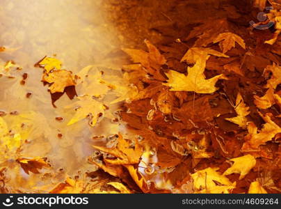 Photo of golden autumn leaves background, natural backdrop, yellow trees foliage, dry brown floating leaf, autumnal nature, fall season, leaves texture, old tree leaf in puddle, maple leaves wallpaper