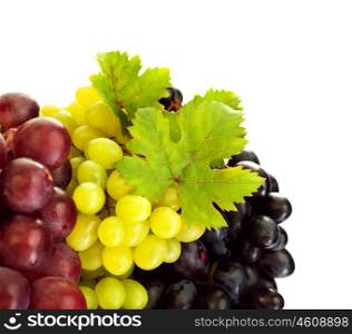 Photo of grapes variety, different kind of vine, colors grape border, three bunch of grapes isolated on white background, tasty blue juicy fruits, sweet fresh red berry with green leaves