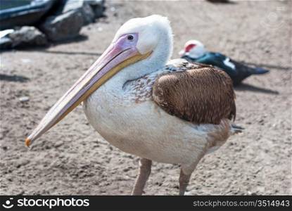 Photo of great white pelican closeup - Pelecanus onocrotalus