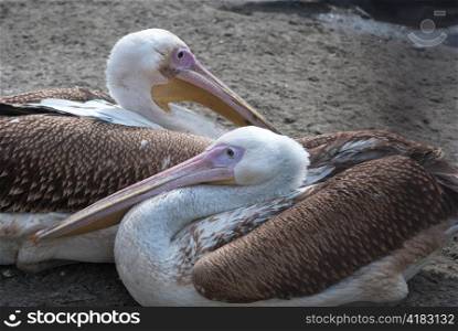 Photo of great white pelicans closeup - Pelecanus onocrotalus