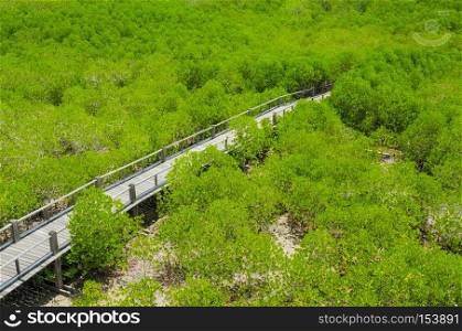 Photo of green fertile mangrove forests of Thailand.