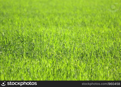 photo of green rice field as nature background