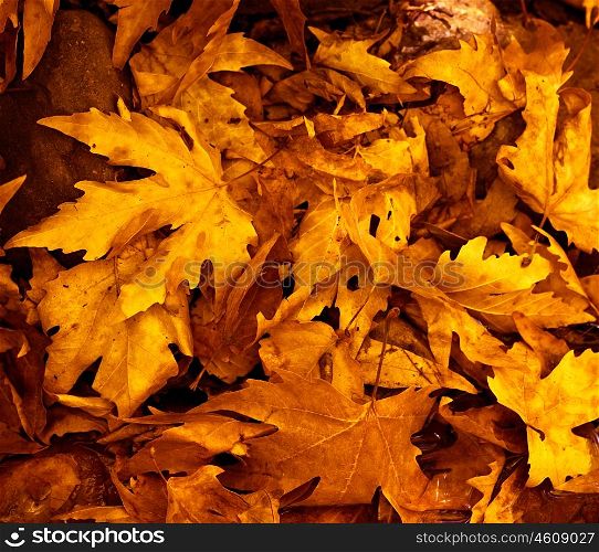 Photo of grunge leaves background, abstract autumnal backdrop, orange october foliage, beauty plant, dark golden woods nature, colorful maple leaves, fall season, floral wallpaper&#xA;&#xA;
