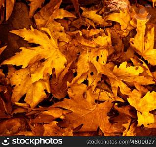 Photo of grunge leaves background, abstract autumnal backdrop, orange october foliage, beauty plant, dark golden woods nature, colorful maple leaves, fall season, floral wallpaper&#xA;&#xA;