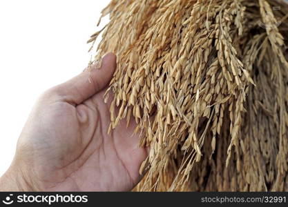 photo of hand hold the rice harvested
