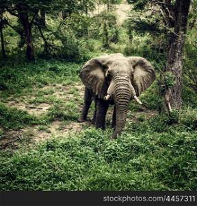 Photo of huge elephant graze in fresh green woods, big african animal, drive game, national park, jungle forest, reserve and conservation, large wild mammal, travel and tourism concept&#xA;