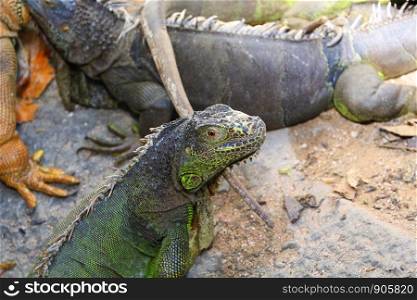 Photo of iguana, the giant Gila Zoo.
