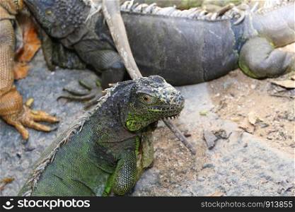 Photo of iguana, the giant Gila Zoo.