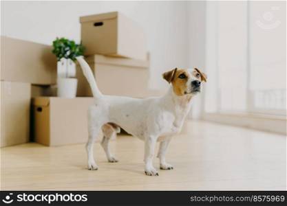 Photo of jack russel terrier dog stands in empty room against stacks of cardboard boxes, looks into distance at its owner, relocate in new place for living, changes flat. Animals, Moving Day concept