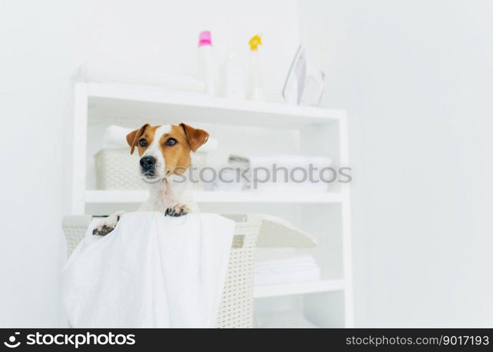 Photo of jack russel terrier in laundry basket with towels, white washing room with console. Domestic atmosphere. Laundry room and pet in it