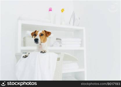 Photo of jack russel terrier in laundry basket with towels, white washing room with console. Domestic atmosphere. Laundry room and pet in it