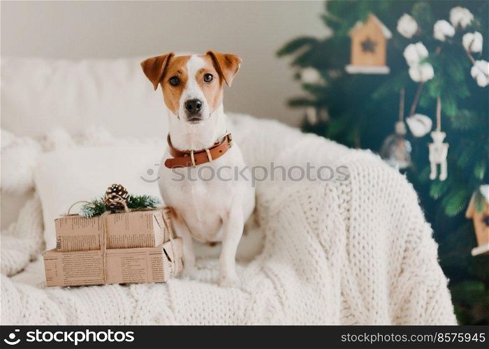 Photo of jack russell dog sits on sofa in living room near two gift boxes, awaits for winter holidays, decorated Christmas tree behind. Cozy atmosphere