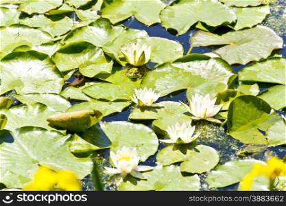 Photo of lake with water lily and frog