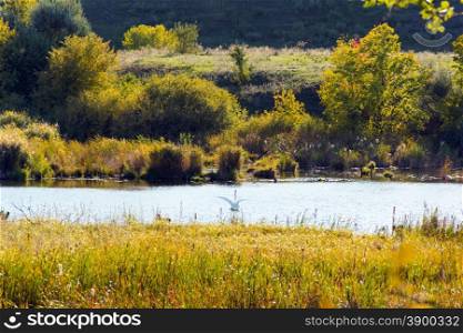 Photo of landscape with lonely white swan
