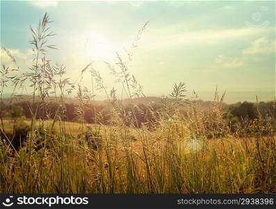 Photo of large fields with corn