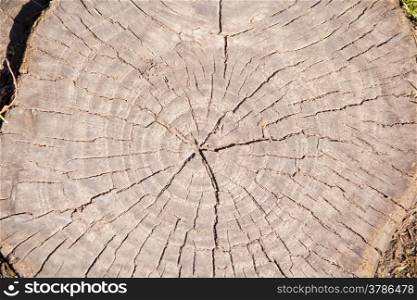 Photo of light brown texture stem tree