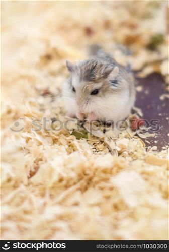 Photo of little gray and white laboratory mouses. hamster (rat) eating food all around with colored wood chips