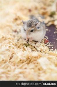 Photo of little gray and white laboratory mouses. hamster (rat) eating food all around with colored wood chips