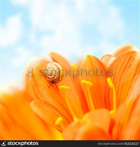 Photo of little snail crawling on crocus flower over blue sky background, floral border, small escargot on petals of blossom gerbera, wild nature, spring season, insect in the shell, flora in the park