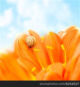 Photo of little snail crawling on crocus flower over blue sky background, floral border, small escargot on petals of blossom gerbera, wild nature, spring season, insect in the shell, flora in the park