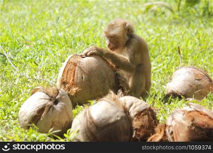 photo of macaque monkey is peeling the coconut