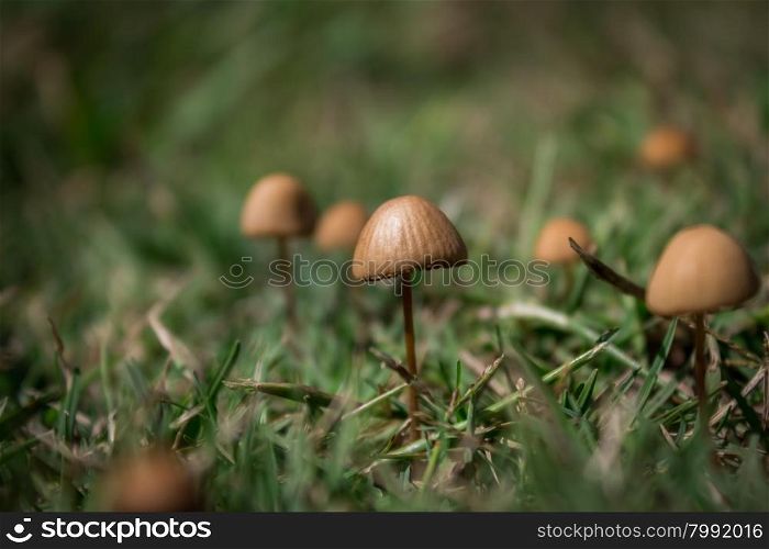 Photo of magic little brown mushroom in the meadow