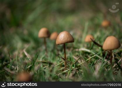 Photo of magic little brown mushroom in the meadow