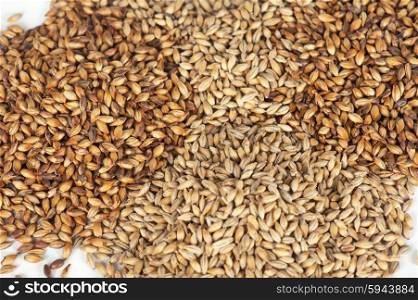 photo of malt grains. Closeup photo of malt grains